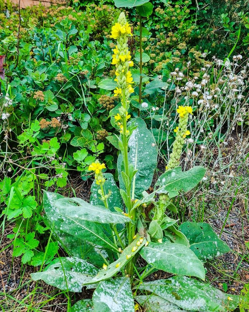 Hydrolyzed Verbascum Thapsus Flower | Great Or Common Mullein | INCIGuide